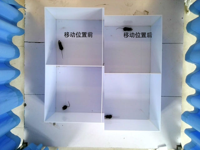 图1：旷场框架位置移动前后对比